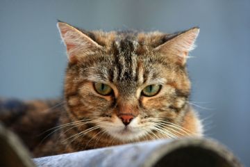 Campagna di identificazione gratuita del gatto di propriet&#224; - Io Mici...ppo