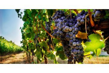 Assegnazione di alcool in esenzione fiscale per la distillazione di vinacce ad uso familiare per la stagione viticola 2025/2026